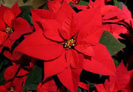 How To Care For Poinsettias Poinsettia Plant Poinsettia Poinsettia Flower