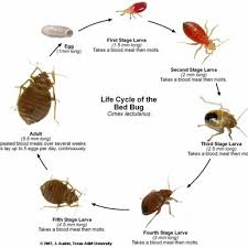 Shs pest control guarantee total elimination of pests utilizing the highest quality, safest and most effective integrative pest management programs in the our technicians are licensed, certified, and fully insured in rhode island and massachusetts and are trained in the most advanced methods of. Bedbugs Pestrangers Pest And Pigeon Control Services Pest And Woodworm Control A Non For Profit Company Norfolk Suffolk Cambridge Rodent And Bird Control Insect Control Reasonable Priced Company Local Pest Company