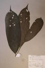 Image result for Annickia