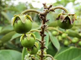 Image result for Malpighiaceae