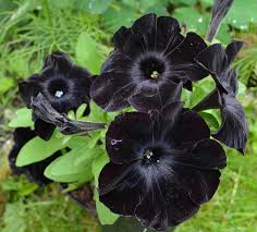 Water the petunias thoroughly the day before the expected frost, but avoid watering during the cold period because moisture on the leaves can cause damage. Growing Petunias Umn Extension