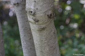 Image result for Faurea wentzeliana