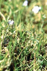 Image result for Isoetes schweinfurthii