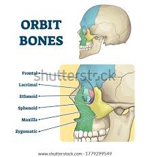 Shutterstock Puzzlepix