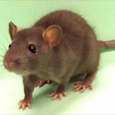 Two Month Old Baby Dies After Rats Bite Her Face