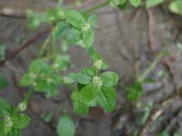 Image result for Spermacoce mauritiana