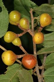 Image result for Grewia flavescens