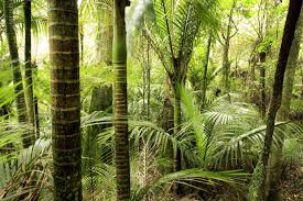 This video is about swamp, tree planting, trees. 10 New Zealand Natives That Like Wet Soil