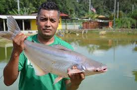 Selain rasa yang agak lazat, baung juga menjadi spesies popular bagi pemancing. 15 Spesies Ikan Air Tawar Terbaik Negara Part 1 Umpan