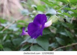 Image result for Thunbergia vogeliana