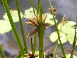 Image result for Schoenoplectiella mucronata