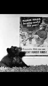 Pin By Mary Beth Hall On They Served Proudly Smokey The Bears Taos Pueblo Smokey