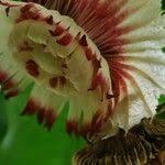 Image result for Napoleonaea septentrionalis