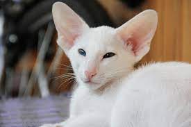 These 10 Cats That Don T Shed All Over Your Clothes In 2021 Oriental Shorthair Cats Cats That Dont Shed Oriental Shorthair