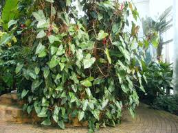 Philodendron Erubescens