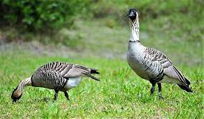 More images for what is the state bird of hawaii » Hawaii State Bird Nene