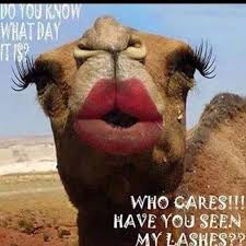 Have you ever read about prim? Camel Cameos