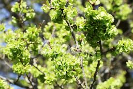 Sie ist eine überlebenskünstlerin und gern am wasser zu hause: Ulme Baum Blute Im Fruhjahr Stockfotos Freeimages Com