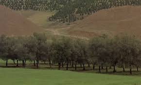 Pin By Himruma On Film Nature Tree Film Stills Olive Tree