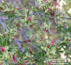 Image result for Cliffortia