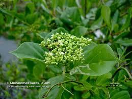 Image result for Premna mooiensis
