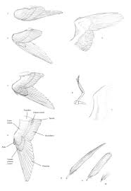 Tutorial Bird Wing By Larua On Deviantart Wings Drawing Bird Wings Wing Anatomy