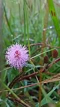 Image result for Mimosa mossambicensis