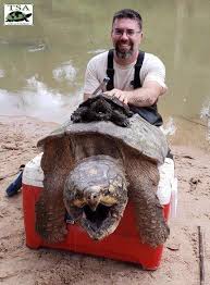 This turtle was not acting aggressively. A Full Size Snapping Turtle Compared To What Most People Think Is A Full Size Snapping Turtle Natureisfuckinglit