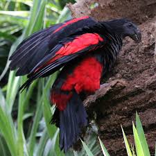 Since the remarkable pesquet's parrot had a limited range to begin with, it remains especially vulnerable. Pesquet S Parrot