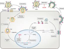 Image result for Integrase Strand Transfer Inhibitor