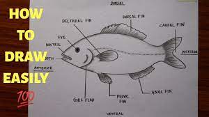 Cat fish diagram label flathead catfish drawing easy simple. How To Draw And Label Diagram Of Fish Easily Step By Step How To Draw Fish In Just 5 Minutes Youtube