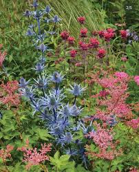 Image result for Wahlenbergia subaphylla