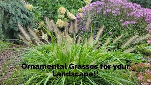 How To Grow Fountain Grass | Gardener'S Path