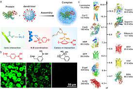 Polymers For Cytosolic Protein Delivery Sciencedirect