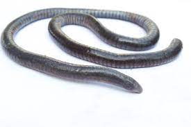 From wikipedia, the free encyclopedia. Caecilian Wikipedia