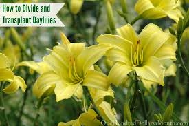 To divide daylilies, wait until early spring when you see new growth above the ground, or wait until fall when your daylilies have finished blooming. How To Divide And Transplant Daylilies One Hundred Dollars A Month