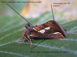 Image result for Plusia putnami