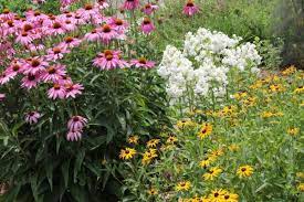 Salvia 'may night') this 1997 perennial plant of the year forms an 18 tall x 2' wide clump with spikes of dark lavender flowers. 10 Herbaceous Ornamentals Nc State Extension Publications
