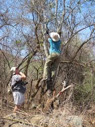 Image result for Tannodia swynnertonii