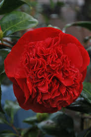 Grand Marshall Camellia Flowers Beautiful Flowers Camellia Flower