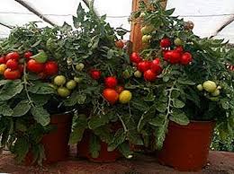 Cara tanam tomato yang betul. Bagaimana Untuk Menanam Tomato Di Balkoni Satu Petunjuk Foto Dan Langkah Demi Langkah Untuk Memilih Tempat Dan Saiz Pot Untuk Menanam Tomato Dengan Benih Dan Benih Untuk Penjagaan Rumah Taman Sayuran
