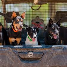 Nancy's muster dog, Mate