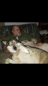 missing my baby boy Roscoe. #dogsoftiktok #dogspetslove #wolfdogsheave...