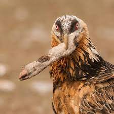 Sie reisen vom blauen menhir zur schwarzen madonna und über die. 360 Bartgeier Gypaetus Barbatus Ideen In 2021 Bartgeier Geier Vogel