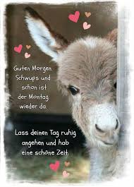 Pin Von Cornelia Eigenmann Auf Montag In 2020 Spruche Zum Danke Sagen Witzige Guten Morgen Spruche Guten Morgen Lustig