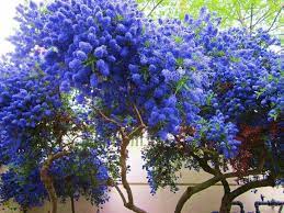Although poppies are the showstopper here, keep your eye out for other wildflowers, such as desert pincushion, blue dicks, california aster, and blue lupine. Ceanothus California Lilac Flowering Trees California Lilac Hardy Perennials