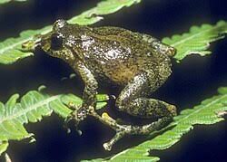 Image result for Pristimantis nankints