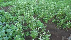 Image result for Fagopyrum snowdenii