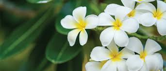 Learn how to grow frangipani from cuttings fast to get more frangipani flowers. Growing Frangipani Touch Of The Tropics Palmers Garden Centre