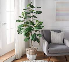 I tried, i really did, friends…i promise! 6 Faux Fiddle Leaf Tree In Starter Pot By Valerie Qvc Com